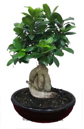 Japon aac bonsai saks bitkisi  zmir Gmrk iek servisi , ieki adresleri 