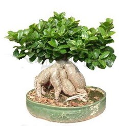 Japon aac bonsai saks bitkisi  zmir Karata 14 ubat sevgililer gn iek 