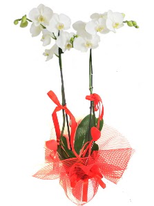 2 dall beyaz orkide bitkisi  zmir Bayrakl ieki telefonlar 