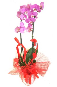 2 dall mor orkide bitkisi  zmir Fevzipaa hediye sevgilime hediye iek 