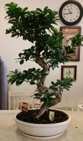 100 cm yksekliinde dev bonsai japon aac  zmir Gztepe valikona cicek , cicekci 