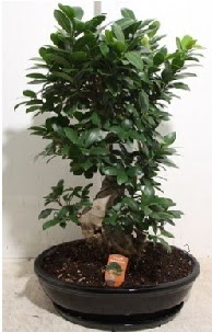 75 CM Ginseng bonsai Japon aac  zmir Gaziemir iek maazas , ieki adresleri 