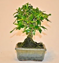 Zelco bonsai saks bitkisi  zmir Karabalar ieki maazas 