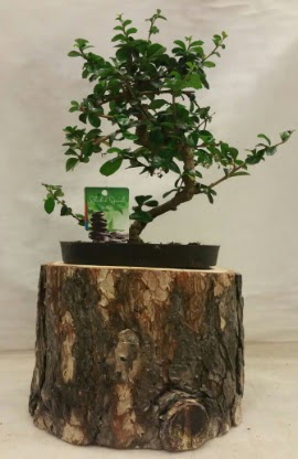 Doal ktk iinde bonsai japon aac  zmir Gztepe valikona cicek , cicekci 