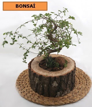 Doal aa ktk ierisinde bonsai bitkisi  zmir Gmldr cicekciler , cicek siparisi 
