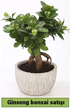Ginseng bonsai japon aac sat  zmir Karyaka anneler gn iek yolla 