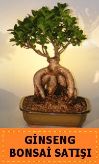 Ginseng bonsai sat japon aac  zmir Urla iek yolla 