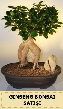 thal Ginseng bonsai sat japon aac  zmir Paaliman gvenli kaliteli hzl iek 