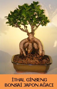 thal japon aac ginseng bonsai sat  zmir Gztepe valikona cicek , cicekci 