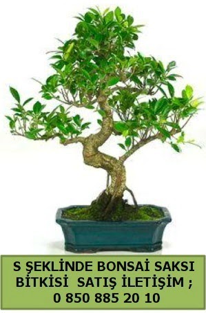 thal S eklinde dal erilii bonsai sat  zmir Karata 14 ubat sevgililer gn iek 