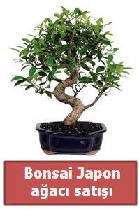 Japon aac bonsai sat  zmir Paaliman gvenli kaliteli hzl iek 