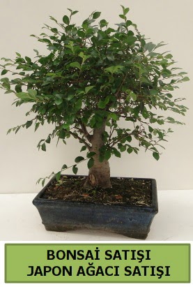Minyatr bonsai japon aac sat  zmir Gmldr cicekciler , cicek siparisi 