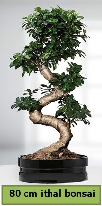 80 cm zel saksda bonsai bitkisi  zmir Karyaka anneler gn iek yolla 