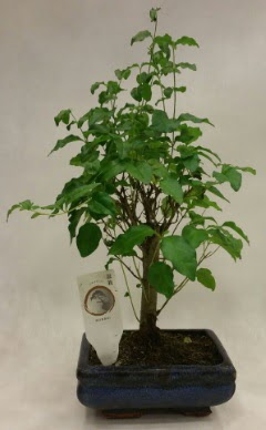 Minyatr bonsai japon aac sat  zmir Karyaka anneler gn iek yolla 