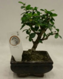 Kk minyatr bonsai japon aac  zmir Karata 14 ubat sevgililer gn iek 
