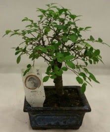 Minyatr ithal japon aac bonsai bitkisi  zmir Fevzipaa hediye sevgilime hediye iek 