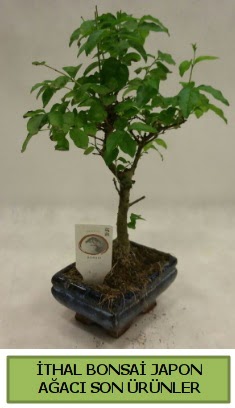 thal bonsai japon aac bitkisi  zmir ankaya ucuz iek gnder 