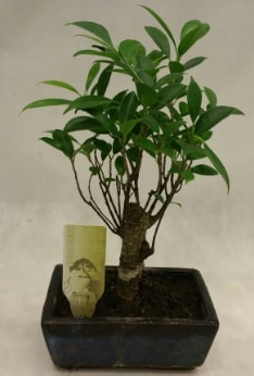 Japon aac bonsai bitkisi sat  zmir Karyaka anneler gn iek yolla 