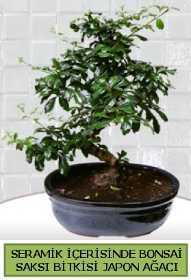Seramik vazoda bonsai japon aac bitkisi  zmir Paaliman gvenli kaliteli hzl iek 