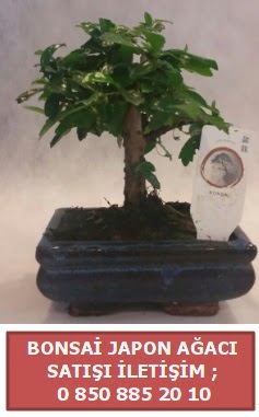 Japon aac minyar bonsai sat  zmir Fevzipaa hediye sevgilime hediye iek 