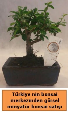 Japon aac bonsai sat ithal grsel  zmir Kordon uluslararas iek gnderme 