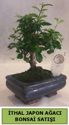 thal japon aac bonsai bitkisi sat  zmir Karyaka anneler gn iek yolla 