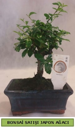 Minyatr bonsai aac sat  zmir Karata 14 ubat sevgililer gn iek 