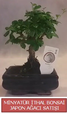 Kk grsel bonsai japon aac bitkisi  zmir Gzelbahe iek online iek siparii 
