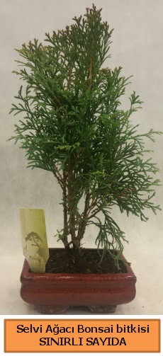 Selvi aac bonsai japon aac bitkisi  zmir Fevzipaa hediye sevgilime hediye iek 
