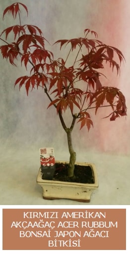 Amerikan akaaa Acer Rubrum bonsai  zmir Bayrakl ieki telefonlar 