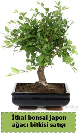 thal bonsai saks iei Japon aac sat  zmir Gztepe valikona cicek , cicekci 