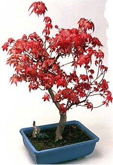 Amerikan akaaa bonsai bitkisi  zmir Kordon uluslararas iek gnderme 