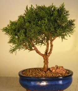 Servi am bonsai japon aac bitkisi  zmir Kordon uluslararas iek gnderme 