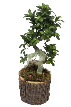 Doal ktkte bonsai saks bitkisi  zmir Gztepe valikona cicek , cicekci 
