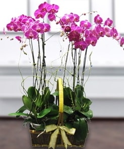 7 dall mor lila orkide  zmir Gmldr cicekciler , cicek siparisi 
