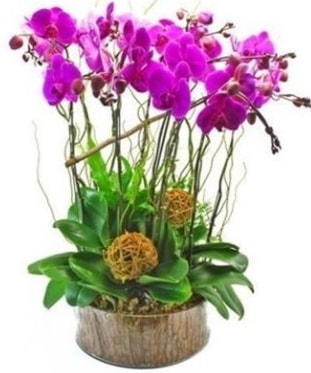 Ahap ktkte lila mor orkide 8 li  zmir Yeniehir yurtii ve yurtd iek siparii 
