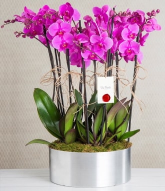 11 dall mor orkide metal vazoda  zmir Gmldr cicekciler , cicek siparisi 