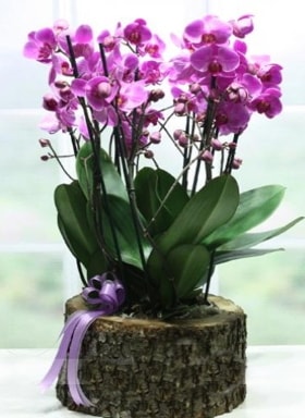 Ktk ierisinde 6 dall mor orkide  zmir Gmrk iek servisi , ieki adresleri 