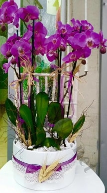 Seramik vazoda 4 dall mor lila orkide  zmir Bayndr iek gnderme sitemiz gvenlidir 