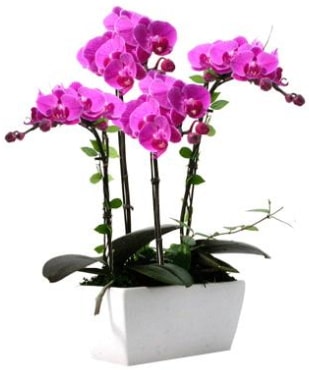 Seramik vazo ierisinde 4 dall mor orkide  zmir Fevzipaa hediye sevgilime hediye iek 