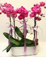 Beyaz seramik ierisinde 4 dall orkide  zmir Gmrk iek servisi , ieki adresleri 