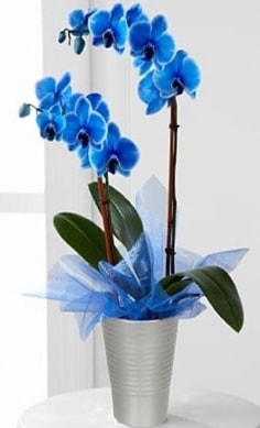 Seramik vazo ierisinde 2 dall mavi orkide  zmir Gzelbahe iek online iek siparii 