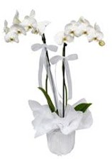 2 dall beyaz orkide  zmir Kemeralt iekiler 