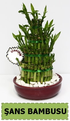 ans piramit bambu saks bitkisi  zmir Fevzipaa hediye sevgilime hediye iek 