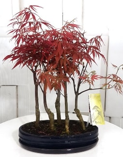 5 adet japon akaaa bonsai iei  zmir Fevzipaa hediye sevgilime hediye iek 