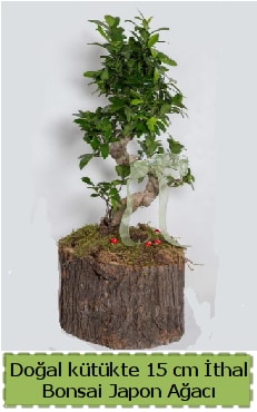 Doal ktkte thal bonsai japon aac  zmir Karata 14 ubat sevgililer gn iek 