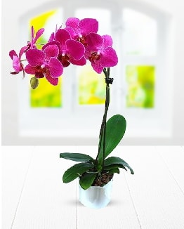 Tek dall mor orkide  zmir Fevzipaa hediye sevgilime hediye iek 