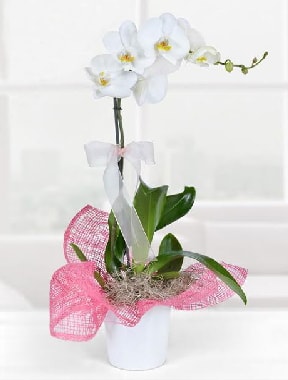 Tek dall beyaz orkide seramik saksda  zmir Karata 14 ubat sevgililer gn iek 