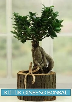 Ktk aa ierisinde ginseng bonsai  zmir Gmldr cicekciler , cicek siparisi 