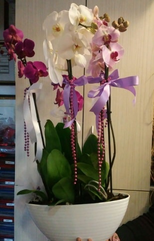Mor ve beyaz ve pembe 6 dall orkide  zmir Gmrk iek servisi , ieki adresleri 